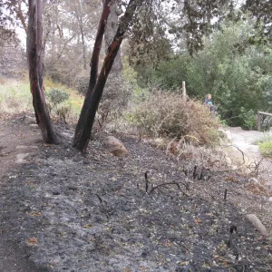Porter Trail looking south to Cypress Section after the Jesusita Fire