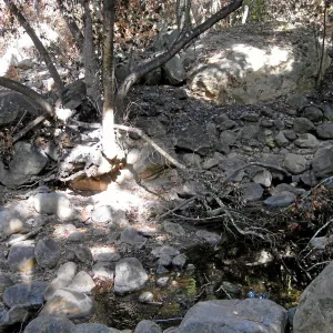 SBBG after the Jesusita Fire, at Mission Creek crossing