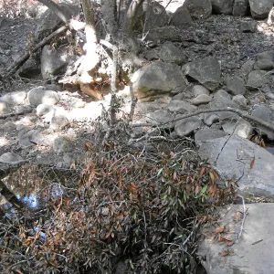 SBBG after the Jesusita Fire, at Mission Creek crossing