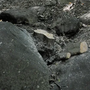 Brush clearing along Mission Creek after the Jesusita Fire