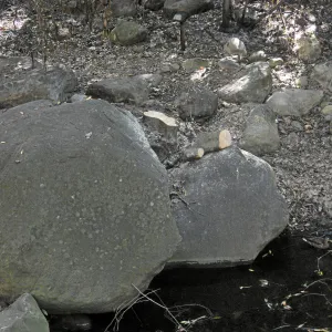 Brush clearing along Mission Creek after the Jesusita Fire,