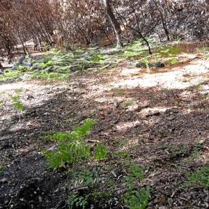 Bracken fern resprouting six weeks after Jesusita Fire