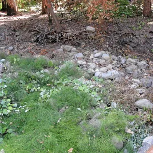 Mission Creek looking northeast from the dam after the Jesusita Fire