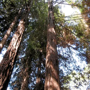 Coast redwoods showing heat damaged foliage after the Jesusita Fire, June 2009