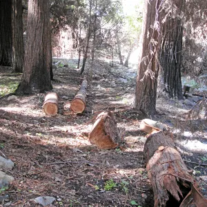 Fire damaged trees being cleared from Redwood section after the Jesusita Fire