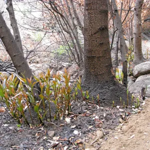 California bay resprouting along the Woodland trail after the Jesusita Fire