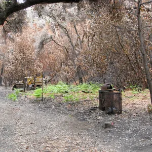 Burned vegetation along the Canyon Trail after the Jesusita Fire, June 2009