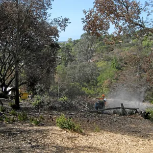 Cypress Section before tree clearing after Jesusita Fire
