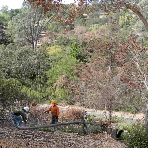 Cypress Section before tree clearing after Jesusita Fire