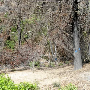 Cypress Section before tree clearing after Jesusita Fire