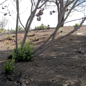 Cypress Section before tree clearing after Jesusita Fire