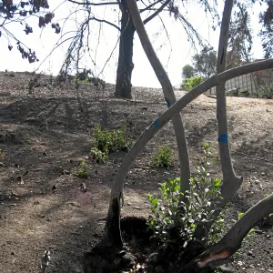 Cypress Section before tree clearing after Jesusita Fire