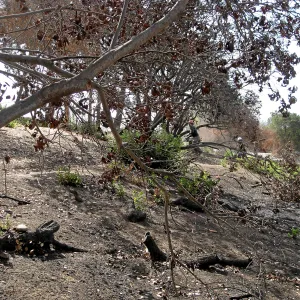 Cypress Section during tree clearing after Jesusita Fire