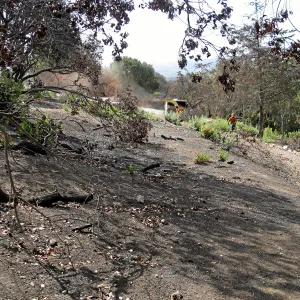 Cypress Section during tree clearing after Jesusita Fire
