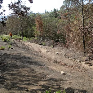 Cypress Section during tree clearing after Jesusita Fire
