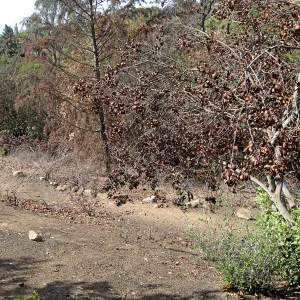Cypress Section before tree clearing after Jesusita Fire