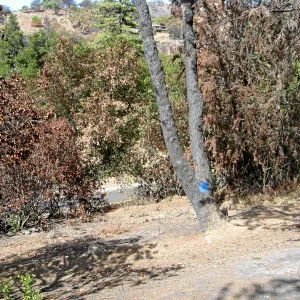 Cypress Section before tree clearing after Jesusita Fire