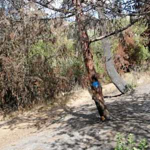 Cypress Section before tree clearing after Jesusita Fire