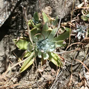 Zaca Lake liveforever (stonecrop)