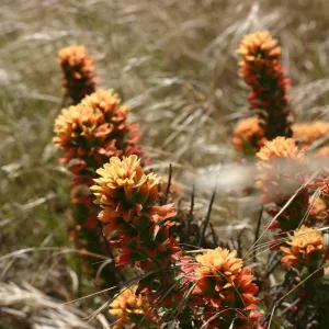 Santa Rosa Island