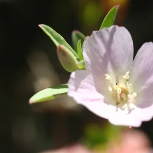 Santa Rosa Island