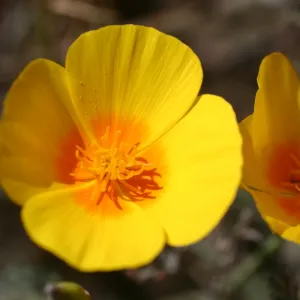 Santa Rosa Island