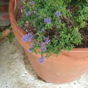 Ceanothus