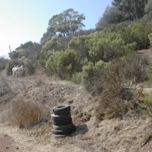 donkeys (mules), Cavalli property
