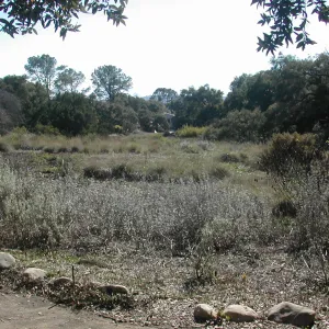 upper Meadow, view down to Blaksley Library