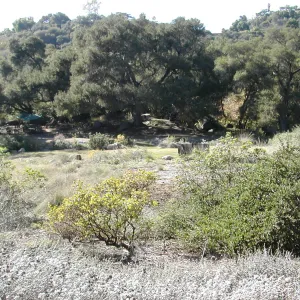 upper Meadow and Meadow Oaks, view east to west