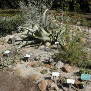 Agave sobria in Dudleya display