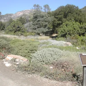 Groundcover Display