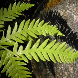 Polypodium, fern