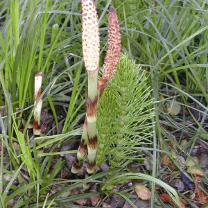 Equisetum