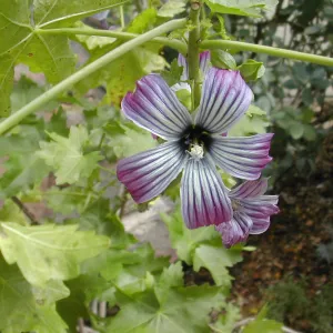 Lavatera flower
