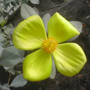 Dendromecon rigida harfordii flower