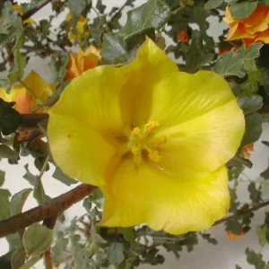 Fremontia flower