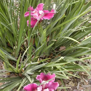 pacific coast hybrid iris