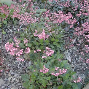 Heuchera cultivar