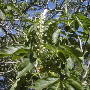 Aesculus