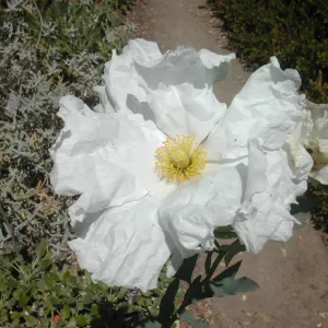 Romneya trichocalyx flower