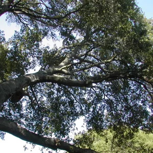 Coast live oak canopy