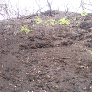 Pritchett Trail after the Jesusita Fire
