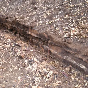 Pritchett Trail after the Jesusita Fire