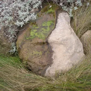 seep stone, Discovery Garden