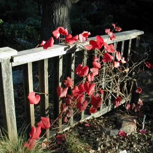 Vitis â€˜Rogers Red' at the Home Demonstration Garden
