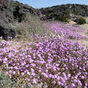 Abronia villosa near Amboy Crater