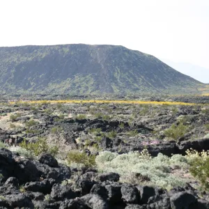 Wildflower displays near Amboy Crater