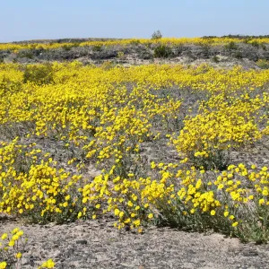 Desert Sunflower display near Amboy Crater