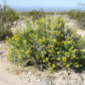 Isomeris arborea, along Amboy Rd Sheep Hole Mountains